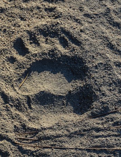 Look for well-worn paths made by bears frequenting feeding areas. These paths are often used each year.